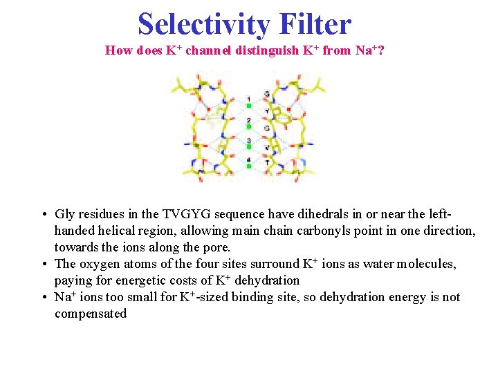 Selectivity Filter How does K+ channel distinguish K+ from Na+? • Gly residues in