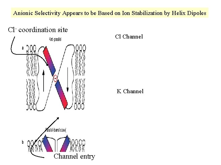 Anionic Selectivity Appears to be Based on Ion Stabilization by Helix Dipoles Cl- coordination
