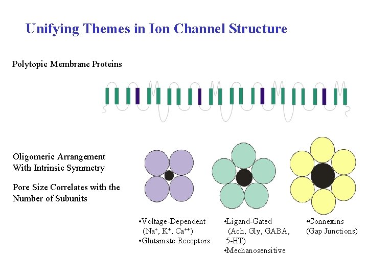 Unifying Themes in Ion Channel Structure Polytopic Membrane Proteins Oligomeric Arrangement With Intrinsic Symmetry
