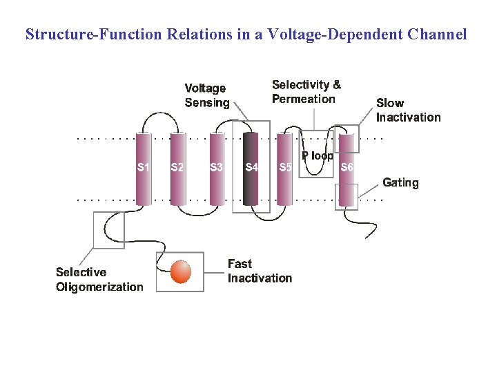 Structure-Function Relations in a Voltage-Dependent Channel 