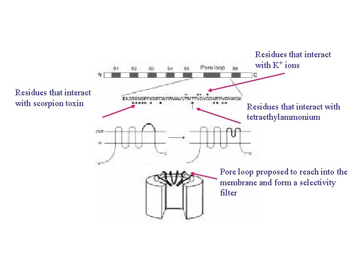 Residues that interact with K+ ions Residues that interact with scorpion toxin Residues that