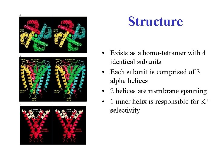 Structure • Exists as a homo-tetramer with 4 identical subunits • Each subunit is