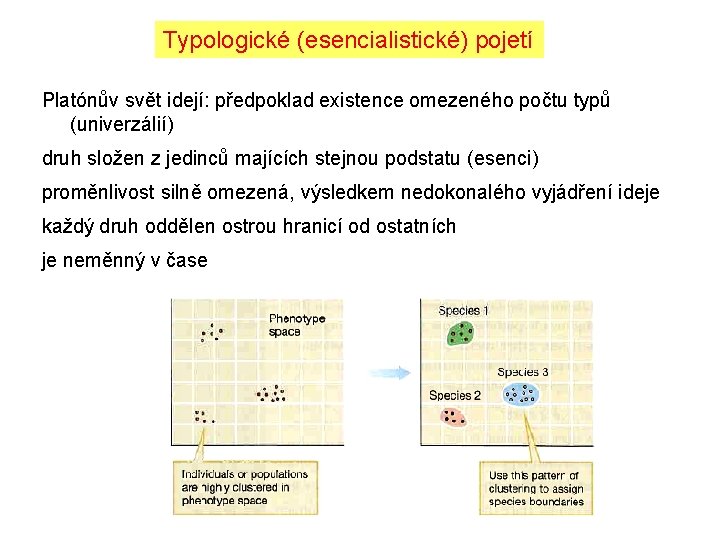 Typologické (esencialistické) pojetí Platónův svět idejí: předpoklad existence omezeného počtu typů (univerzálií) druh složen