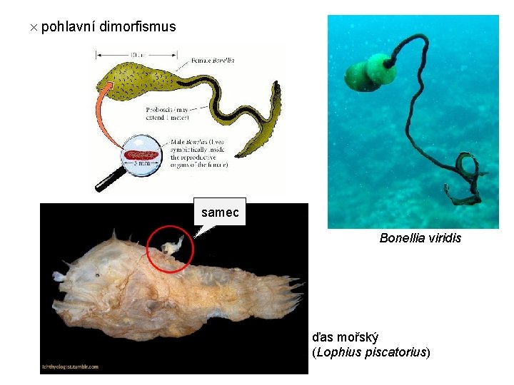  pohlavní dimorfismus samec Bonellia viridis ďas mořský (Lophius piscatorius) 