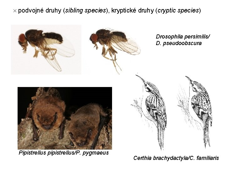  podvojné druhy (sibling species), kryptické druhy (cryptic species) Drosophila persimilis/ D. pseudoobscura Pipistrellus