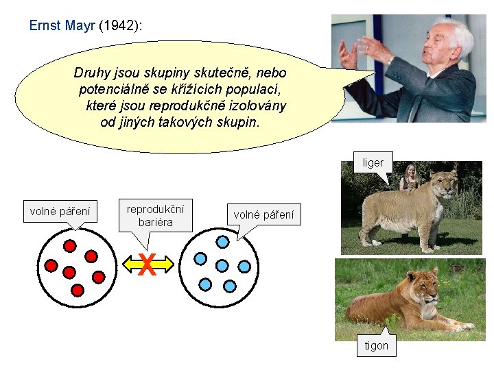 Ernst Mayr (1942): Druhy jsou skupiny skutečně, nebo potenciálně se křížících populací, které jsou