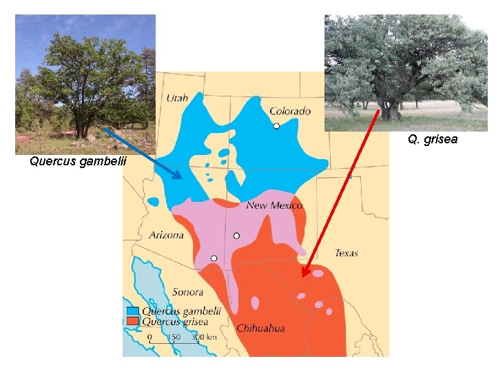 Q. grisea Quercus gambelii 