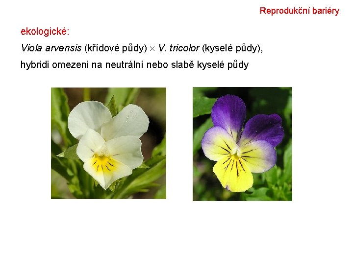 Reprodukční bariéry ekologické: Viola arvensis (křídové půdy) V. tricolor (kyselé půdy), hybridi omezeni na