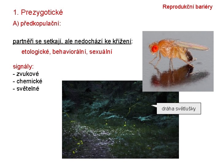 1. Prezygotické Reprodukční bariéry A) předkopulační: partněři se setkají, ale nedochází ke křížení: etologické,