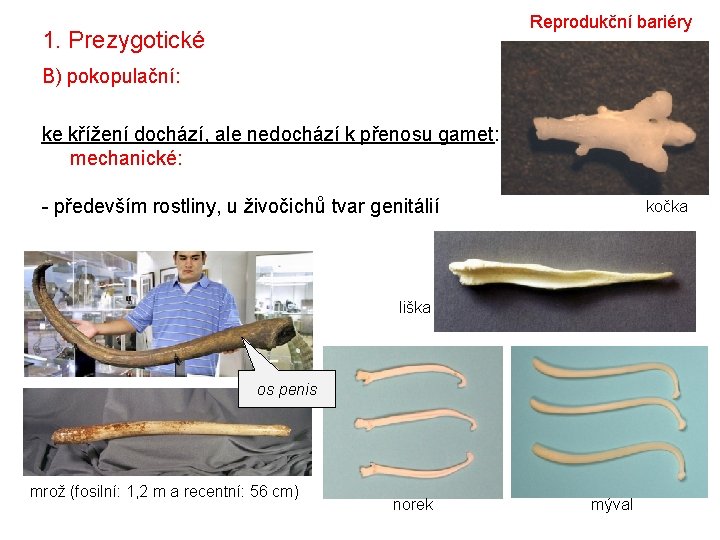 Reprodukční bariéry 1. Prezygotické B) pokopulační: ke křížení dochází, ale nedochází k přenosu gamet: