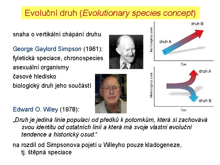 Evoluční druh (Evolutionary species concept) snaha o vertikální chápání druhu George Gaylord Simpson (1961):