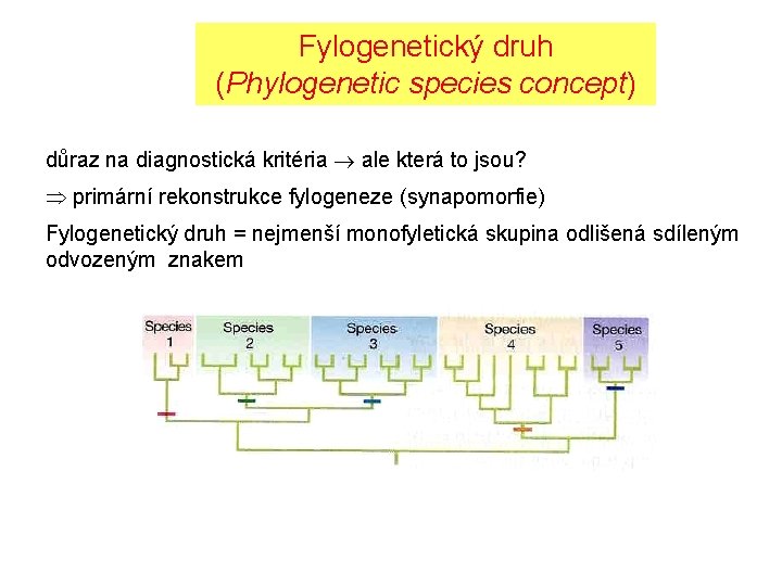 Fylogenetický druh (Phylogenetic species concept) důraz na diagnostická kritéria ale která to jsou? primární