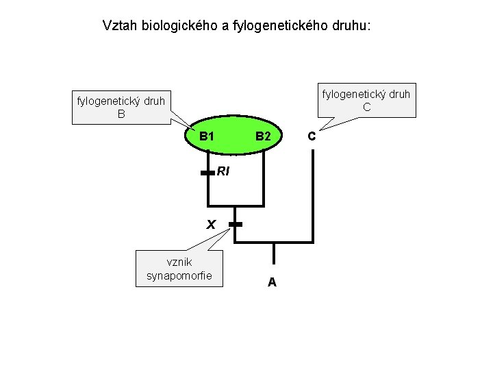 Vztah biologického a fylogenetického druhu: fylogenetický druh C fylogenetický druh B B 1 B