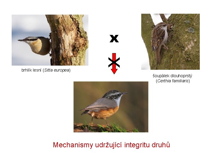 brhlík lesní (Sitta europea) x x šoupálek dlouhoprstý (Certhia familiaris) Mechanismy udržující integritu druhů