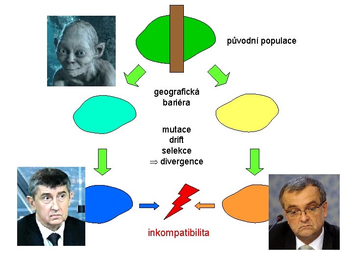 původní populace geografická bariéra mutace drift selekce divergence inkompatibilita 