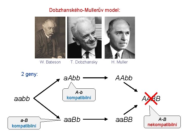Dobzhanského-Mullerův model: W. Bateson 2 geny: aabb a-B kompatibilní T. Dobzhansky a. Abb H.