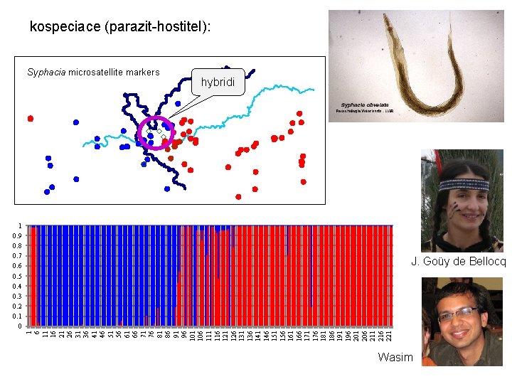 kospeciace (parazit-hostitel): Syphacia microsatellite markers hybridi 1 0. 9 0. 8 0. 7 0.