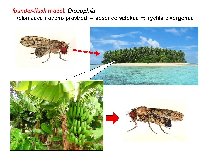 founder-flush model: Drosophila kolonizace nového prostředí – absence selekce rychlá divergence 