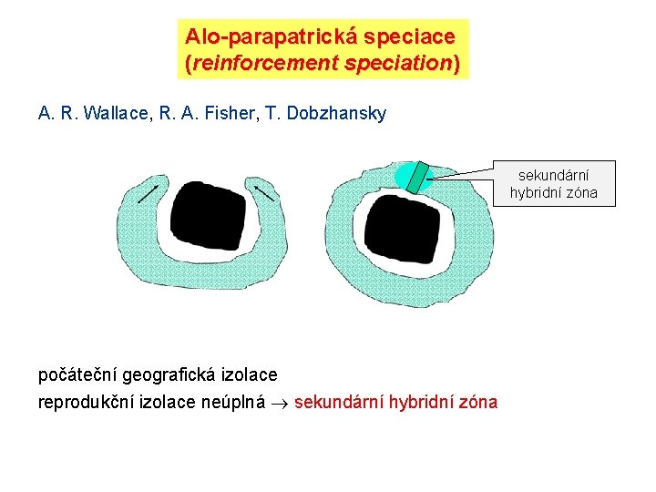 Alo-parapatrická speciace (reinforcement speciation) A. R. Wallace, R. A. Fisher, T. Dobzhansky sekundární hybridní