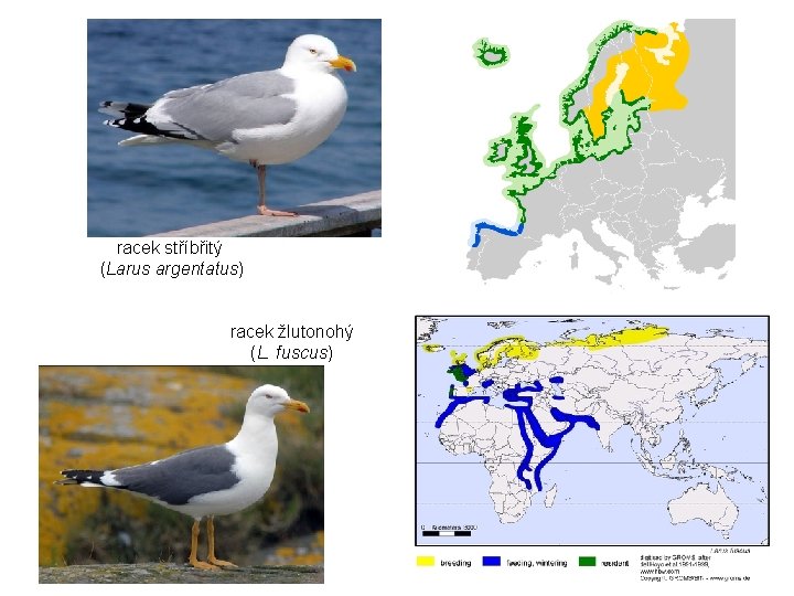 racek stříbřitý (Larus argentatus) racek žlutonohý (L. fuscus) 