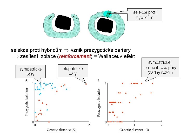 selekce proti hybridům vznik prezygotické bariéry zesílení izolace (reinforcement) = Wallaceův efekt sympatrické páry