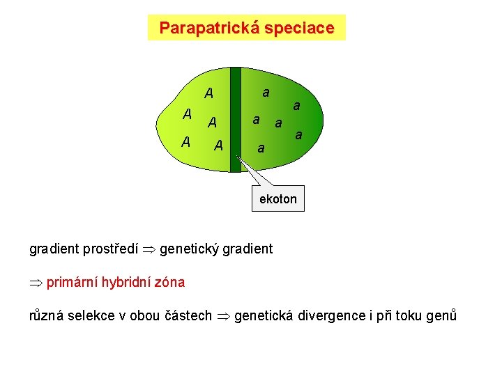 Parapatrická speciace a A A A a a a ekoton gradient prostředí genetický gradient