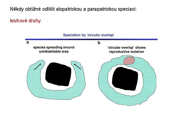 Někdy obtížné odlišit alopatrickou a parapatrickou speciaci: kruhové druhy 
