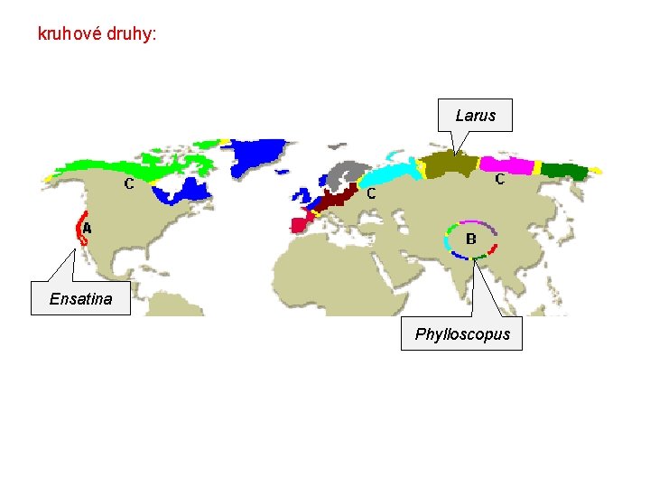 kruhové druhy: Larus Ensatina Phylloscopus 