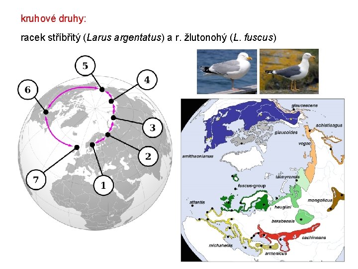 kruhové druhy: racek stříbřitý (Larus argentatus) a r. žlutonohý (L. fuscus) 