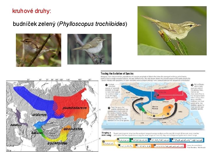 kruhové druhy: budníček zelený (Phylloscopus trochiloides) 