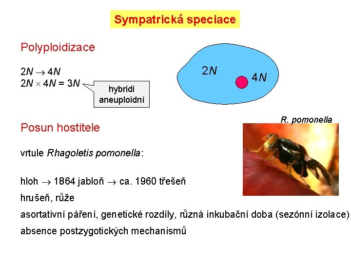 Sympatrická speciace Polyploidizace 2 N 4 N = 3 N 2 N 4 N