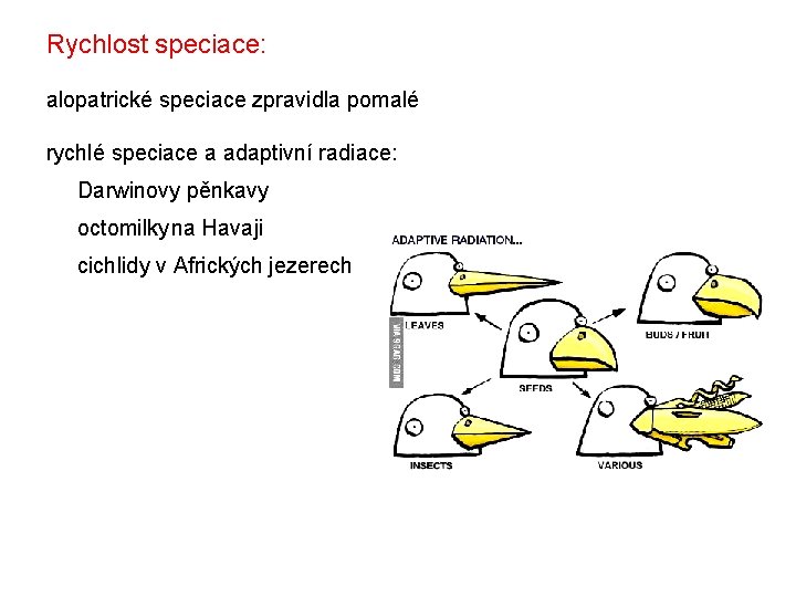 Rychlost speciace: alopatrické speciace zpravidla pomalé rychlé speciace a adaptivní radiace: Darwinovy pěnkavy octomilkyna