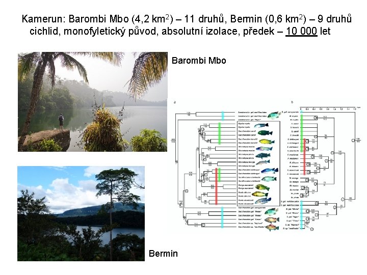 Kamerun: Barombi Mbo (4, 2 km 2) – 11 druhů, Bermin (0, 6 km