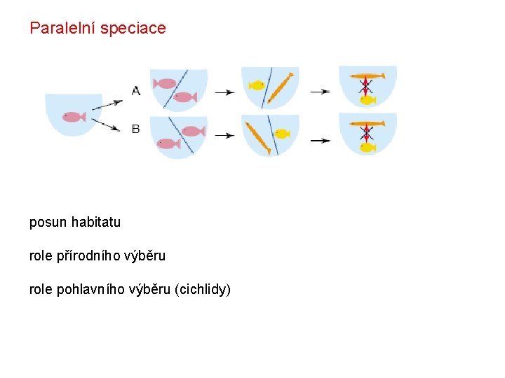 Paralelní speciace posun habitatu role přírodního výběru role pohlavního výběru (cichlidy) 