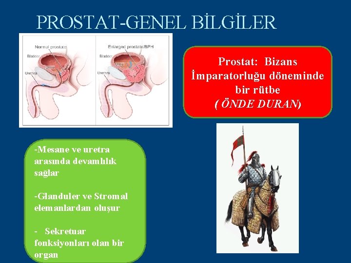 PROSTAT-GENEL BİLGİLER Prostat: Bizans İmparatorluğu döneminde bir rütbe ( ÖNDE DURAN) -Mesane ve uretra