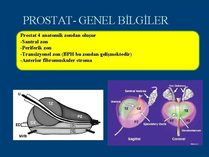PROSTAT- GENEL BİLGİLER Prostat 4 anatomik zondan oluşur -Santral zon -Periferik zon -Transizyonel zon