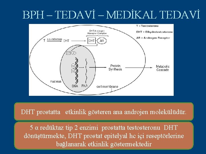 BPH – TEDAVİ – MEDİKAL TEDAVİ DHT prostatta etkinlik gösteren ana androjen molekülüdür. 5