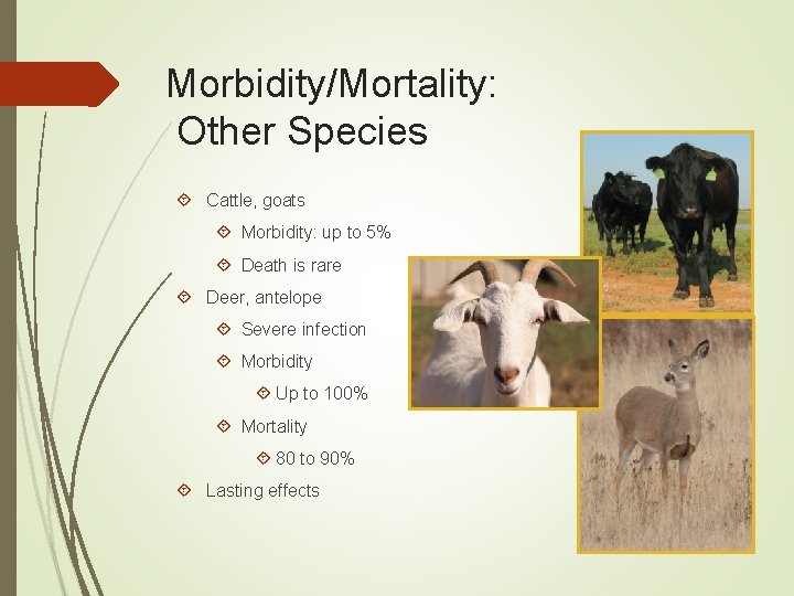 Morbidity/Mortality: Other Species Cattle, goats Morbidity: up to 5% Death is rare Deer, antelope