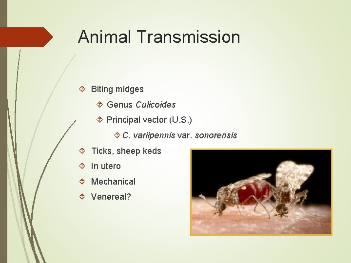 Animal Transmission Biting midges Genus Culicoides Principal vector (U. S. ) C. variipennis var.