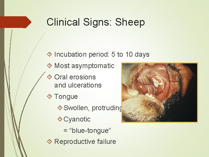 Clinical Signs: Sheep Incubation period: 5 to 10 days Most asymptomatic Oral erosions and