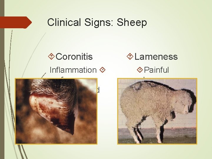 Clinical Signs: Sheep Coronitis Inflammation of coronary band Lameness Painful hooves 