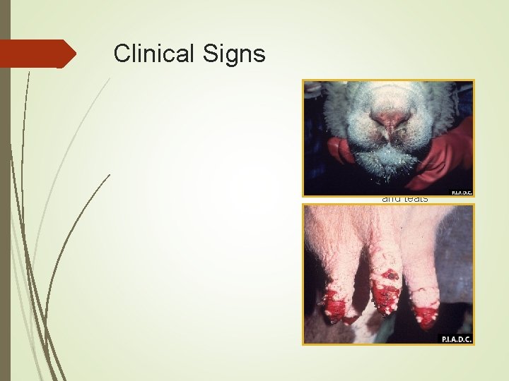 Clinical Signs Cattle and goats Usually subclinical Erosions, crusts around nose and teats Coronitis