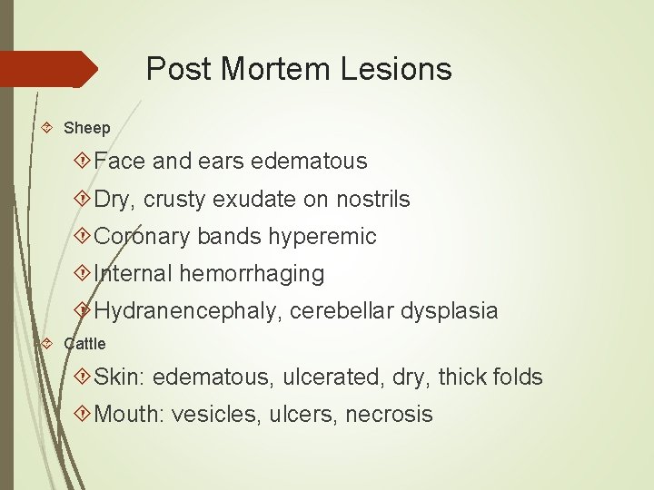 Post Mortem Lesions Sheep Face and ears edematous Dry, crusty exudate on nostrils Coronary