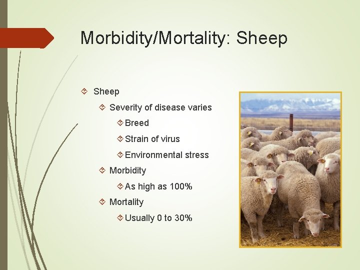 Morbidity/Mortality: Sheep Severity of disease varies Breed Strain of virus Environmental stress Morbidity As