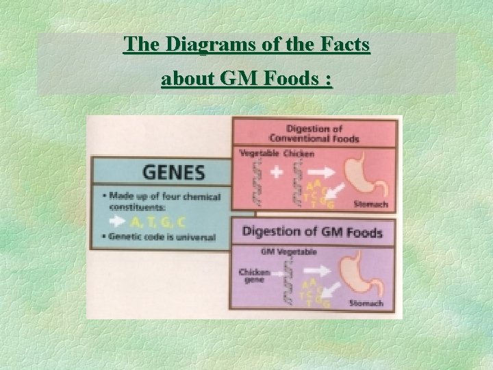 The Diagrams of the Facts about GM Foods : 