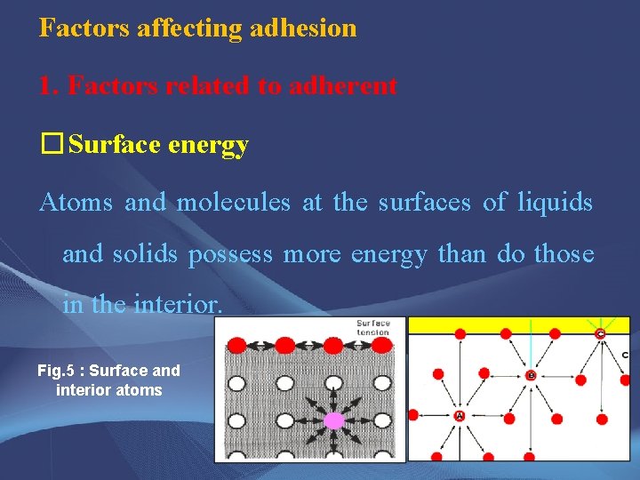 Factors affecting adhesion 1. Factors related to adherent �Surface energy Atoms and molecules at