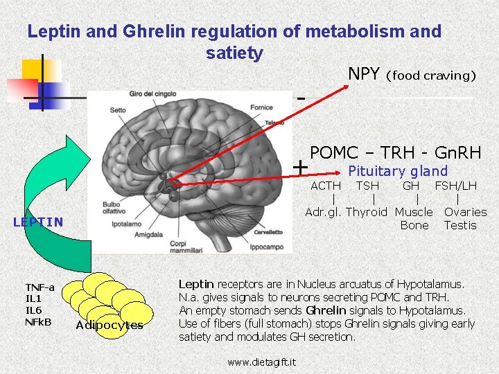 Leptin and Ghrelin regulation of metabolism and satiety + (food craving) POMC – TRH