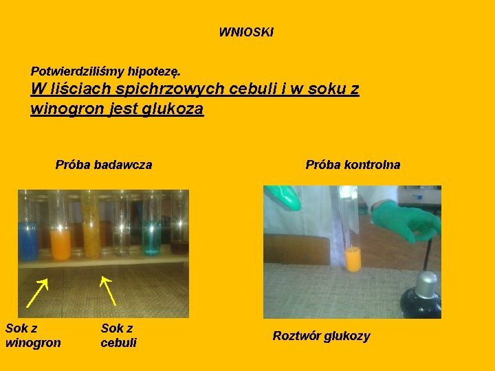 WNIOSKI Potwierdziliśmy hipotezę. W liściach spichrzowych cebuli i w soku z winogron jest glukoza