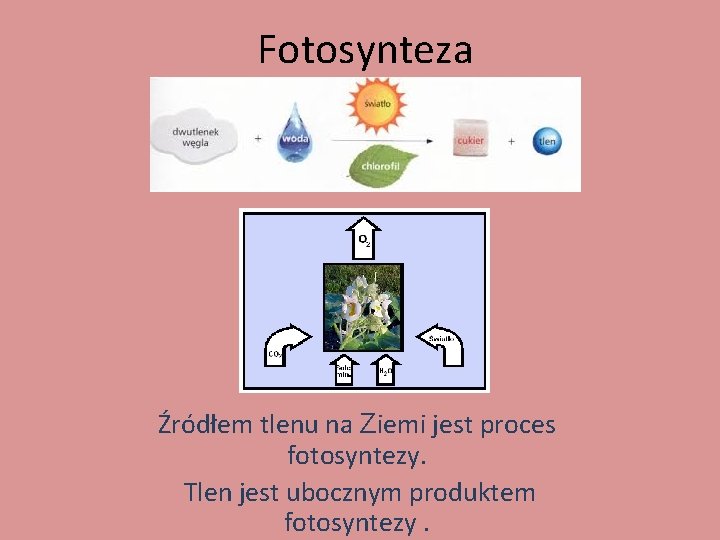 Fotosynteza Źródłem tlenu na Ziemi jest proces fotosyntezy. Tlen jest ubocznym produktem fotosyntezy. 