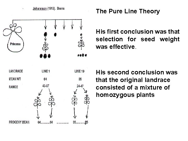 The Pure Line Theory His first conclusion was that selection for seed weight was